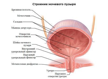 Симптом – потеря мочи при