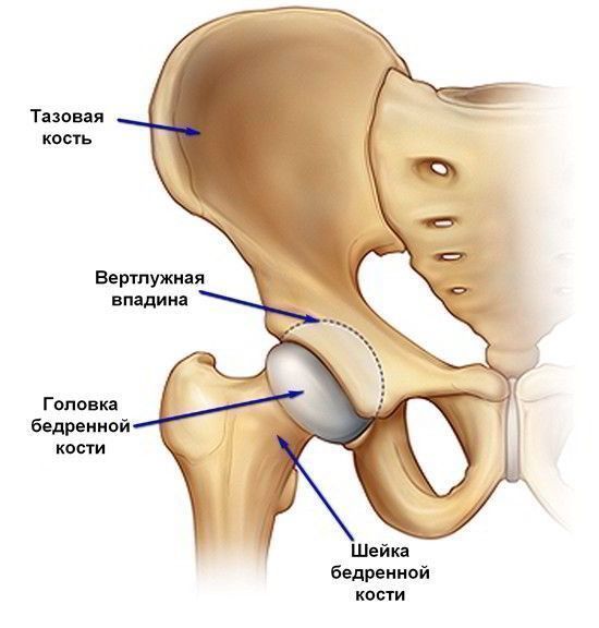 Тазобедренный сустав