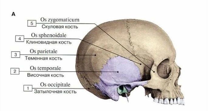 Строение височных костей
