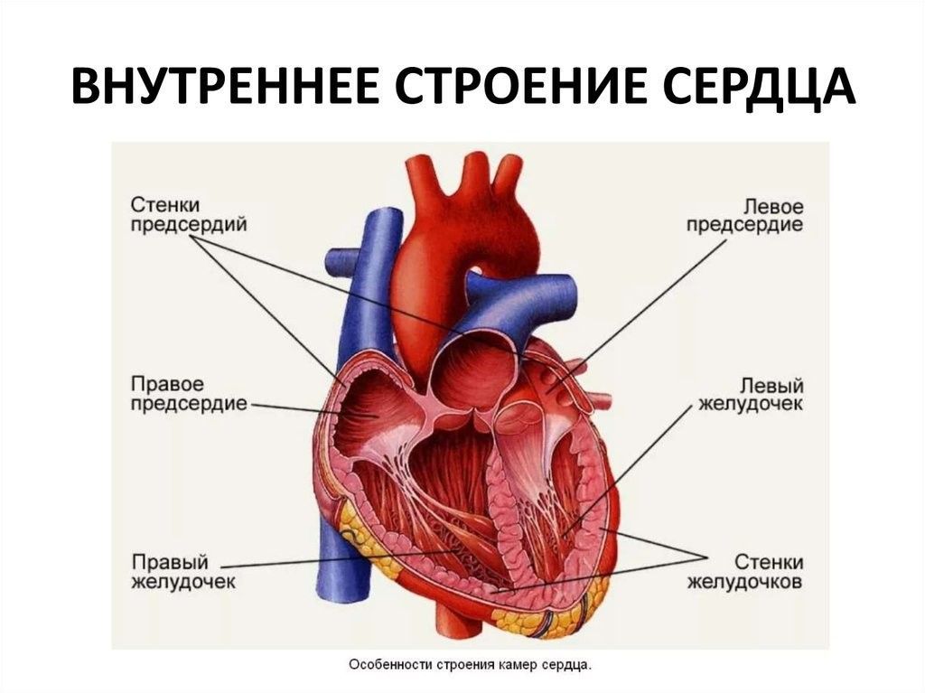 Внутреннее строение сердца Внутреннее строение сердца