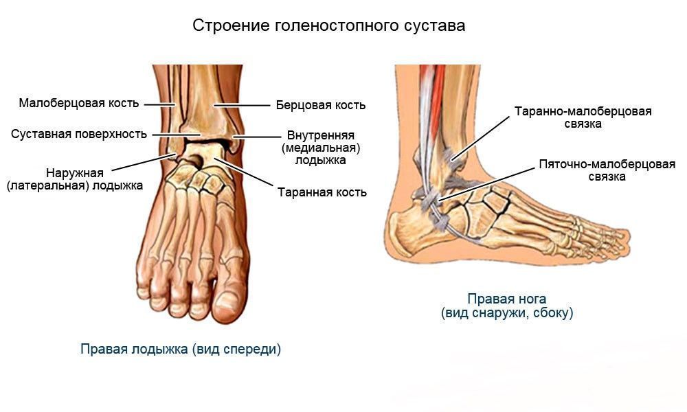 Строение голеностопного сустава