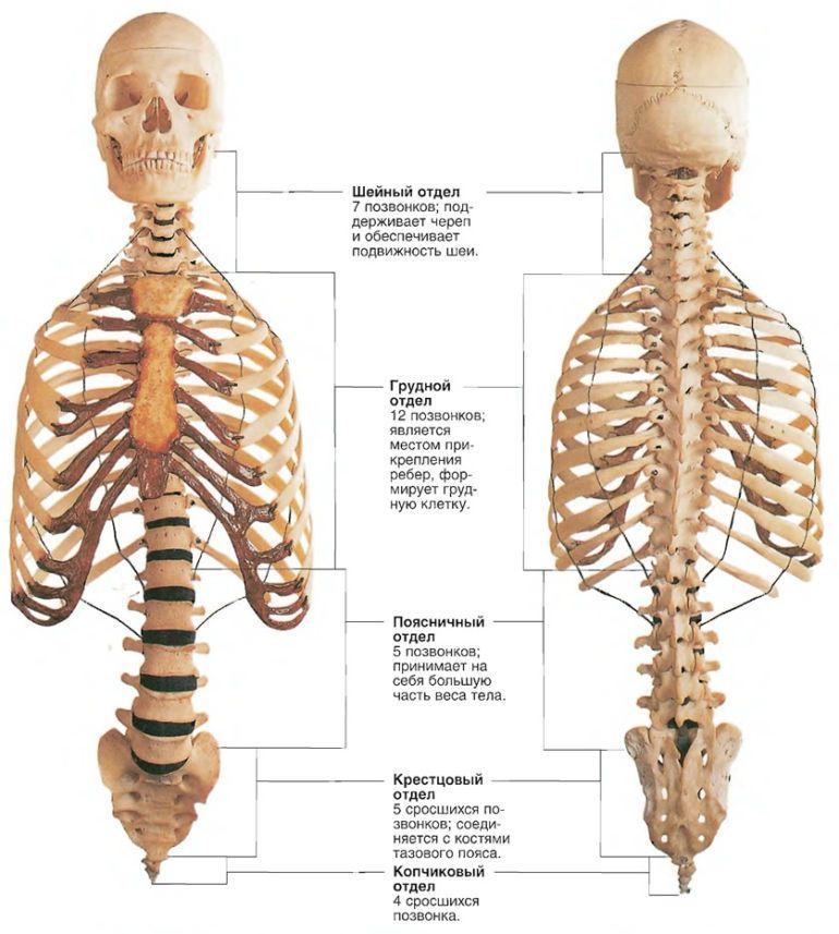 Шея, грудная клетка и позвоночник