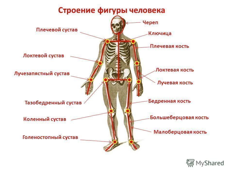 Суставы человека