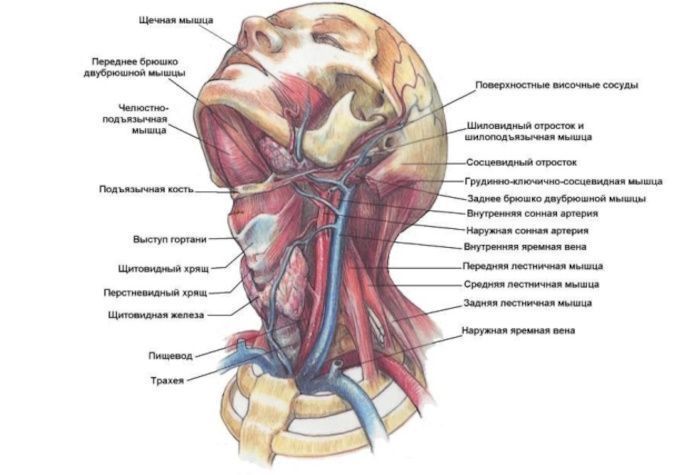 Шея человека