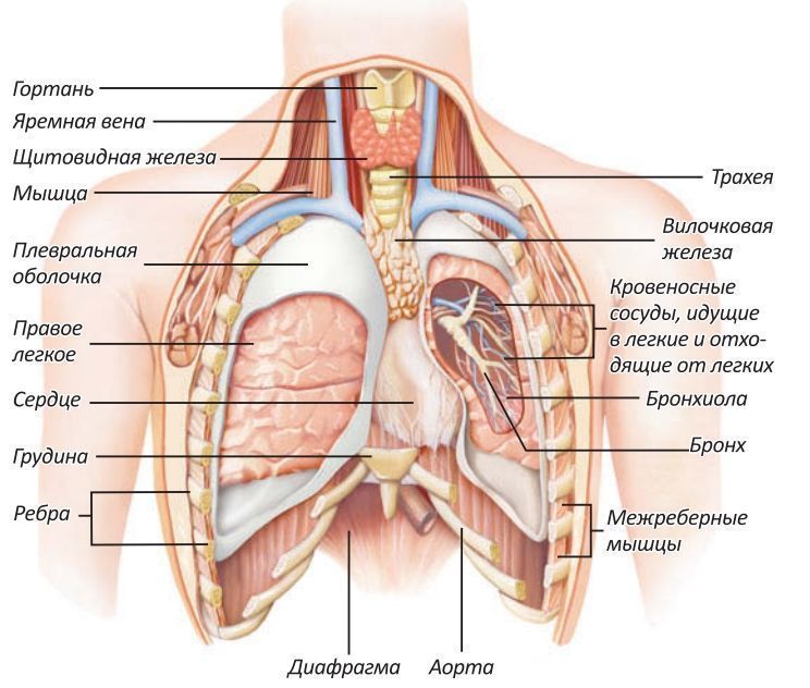 Где находятся легкие. Строение человека органы грудной клетки сзади. Строение грудной клетки мужчины с внутренними органами. Анатомия грудной клетки мужчины с органами человека. Строение грудной клетки женщины с органами.