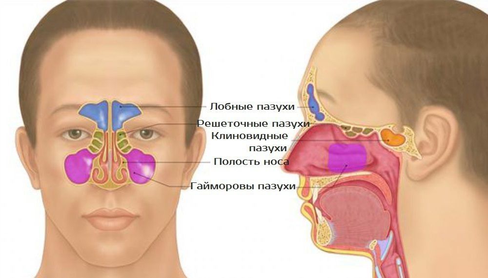 Строение пазух носа