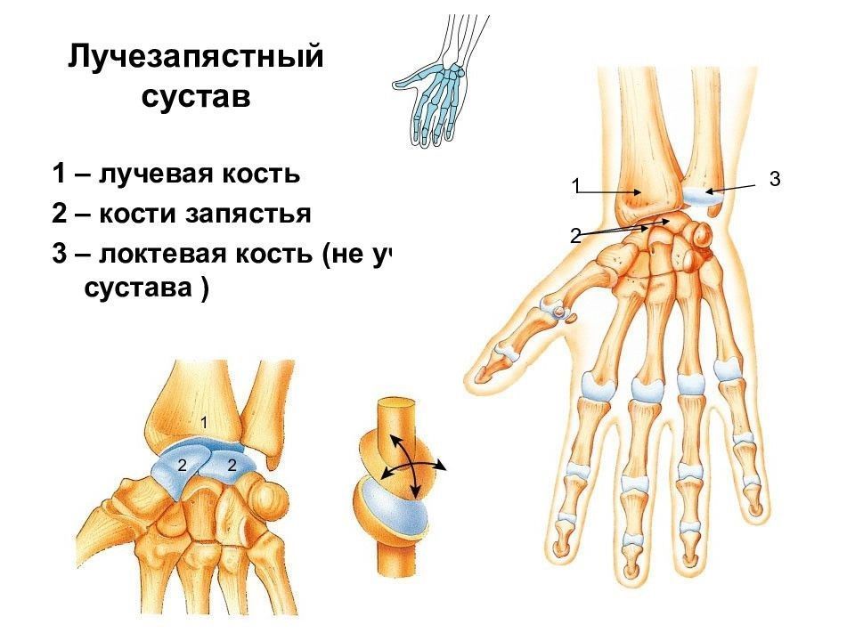 Лучезапястный сустав