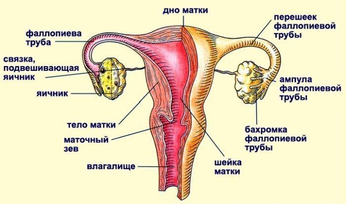 Устройство матки