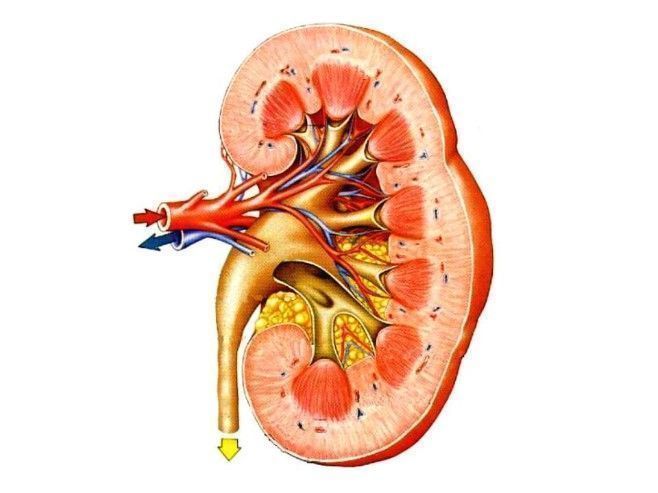 Строение почки