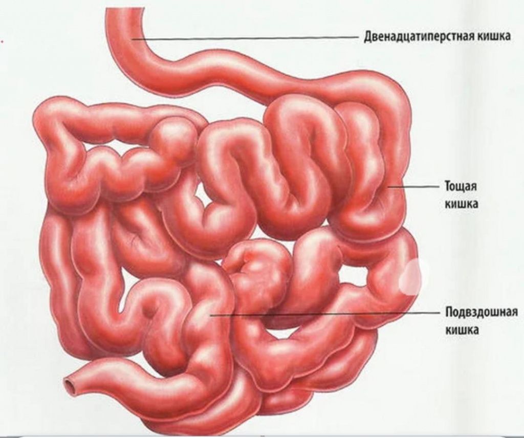 Устройство тонкого кишечника