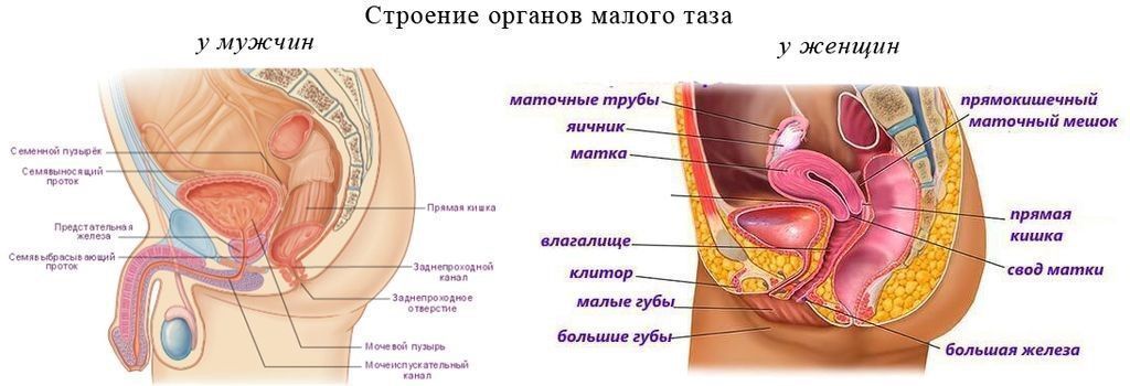 Устройство малого таза