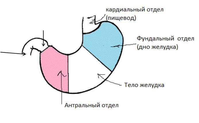 Обследование желудка в клинике Уро-про