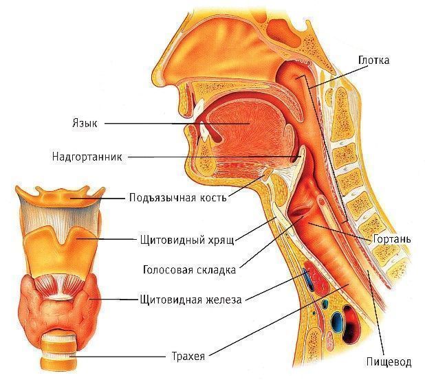 Устройство гортани